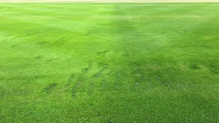 Trinity Forest Golf Club in Dallas has experiment with different overseeding tactics on its practice range. On the right, is Primo-treated turf. 