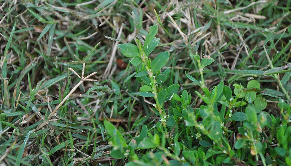 Knotweed is a broadleaf weed that can cause summer issues on golf courses.