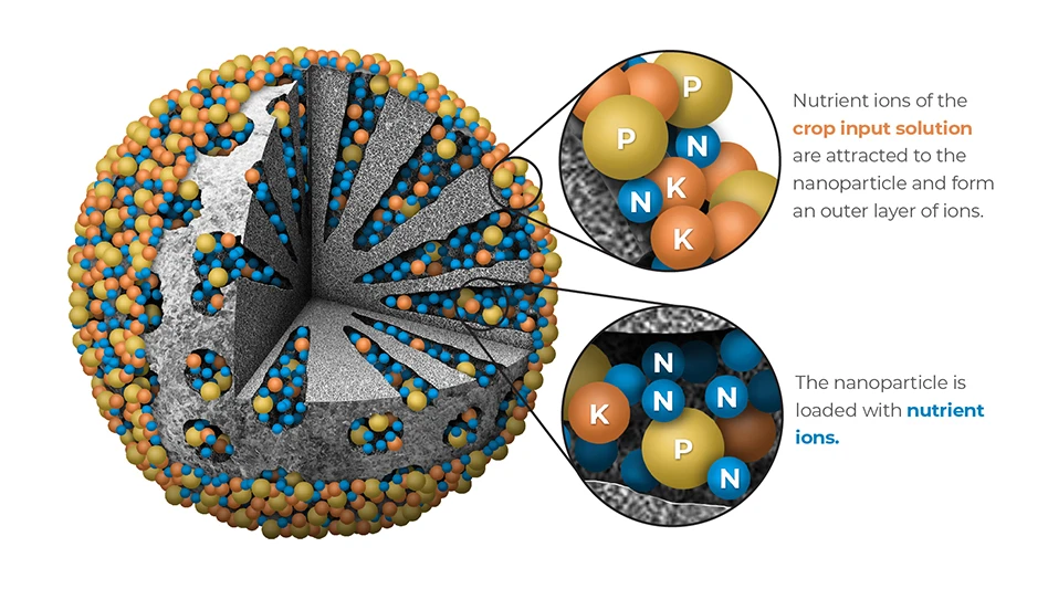 A mesoporous nano silica particle loaded with fertilizers.